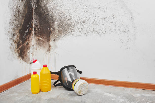 Best Professional Mold Removal  in Breckenridge, MI