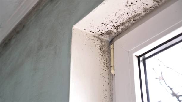 Best Same-Day Mold Removal  in Breckenridge, MI