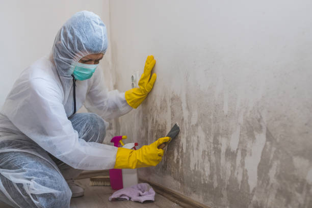 Best Office Mold Removal Services  in Breckenridge, MI
