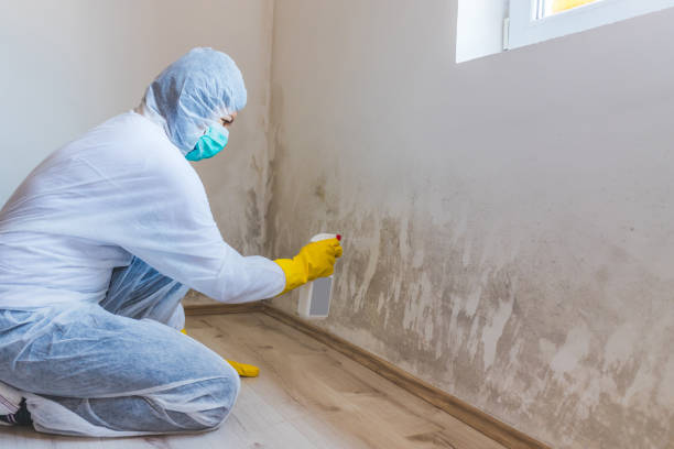 Best Professional Mold Removal  in Breckenridge, MI