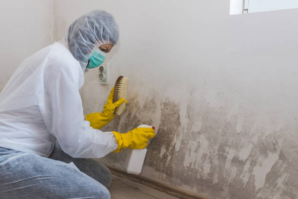 Best Residential Mold Removal  in Breckenridge, MI