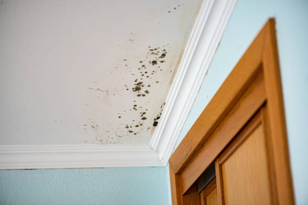 Best Affordable Mold Removal  in Breckenridge, MI