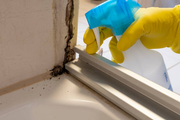 Best Mold Damage Repair  in Breckenridge, MI