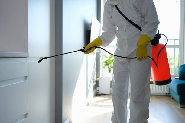 Attic Mold Removal in Breckenridge, MI