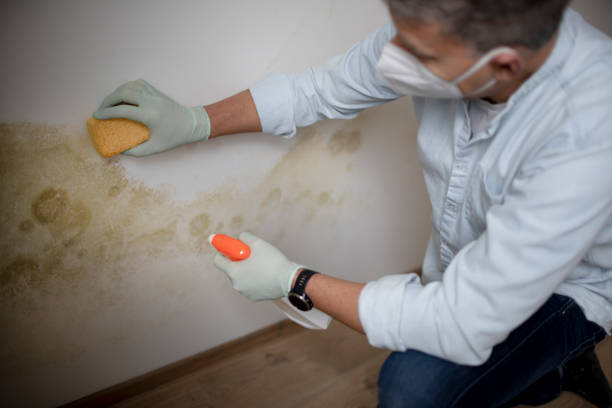 Best Mold Removal Company Near Me  in Breckenridge, MI