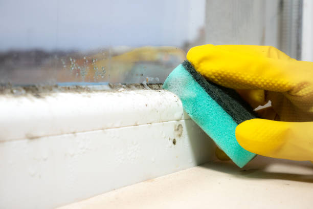 Best Black Mold Removal  in Breckenridge, MI