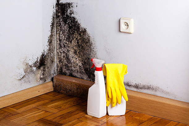 Best Fast Mold Removal  in Breckenridge, MI