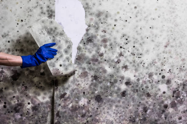 Certified Mold Removal in Breckenridge, MI