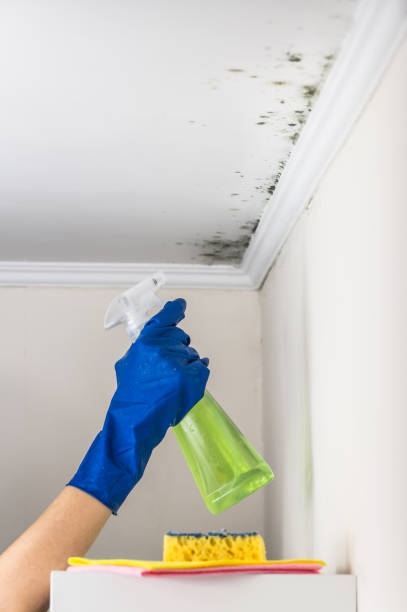 Best Water Damage Restoration  in Breckenridge, MI