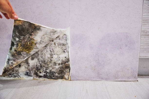 Breckenridge, MI Mold Removal Company